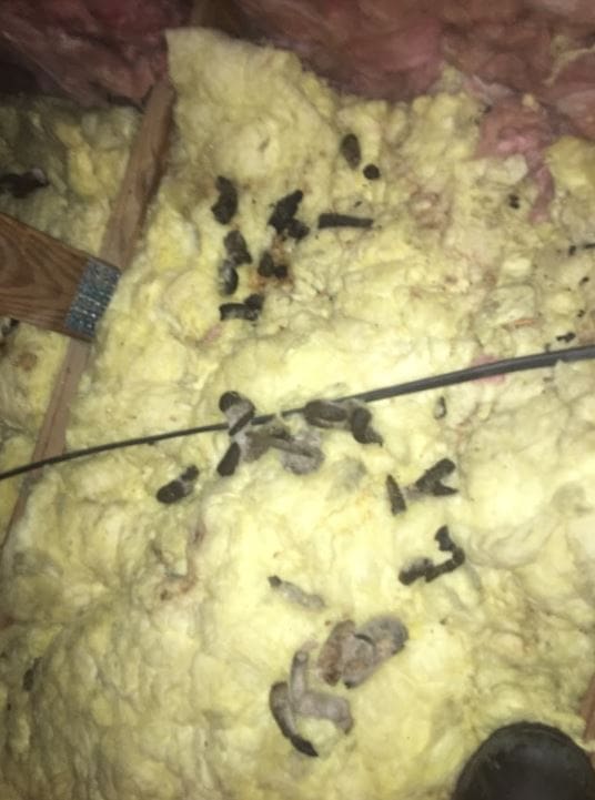 Get rid of rats in the attic - Houston attic clean up