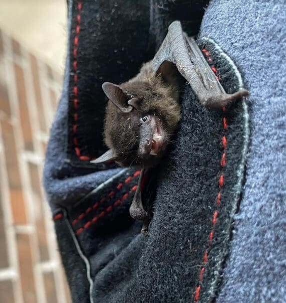 Bat removal | bat exterminator near Houston