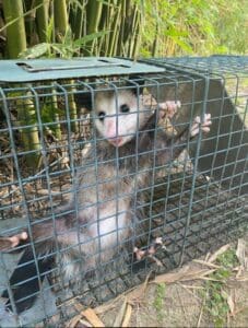 Houston Opossums Removal and Control