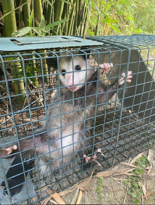 Houston Opossums Removal and Control