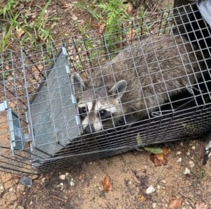 Wildlife removal - raccoon removal