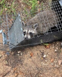Raccoon Removal in The Woodlands