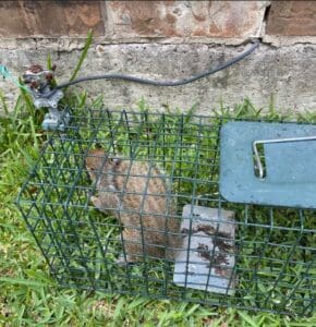 Tomball Squirrel Removal - $100 Off Exclusion - 832-702-9504