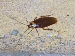 Roach Exterminators | Houston Pest Control