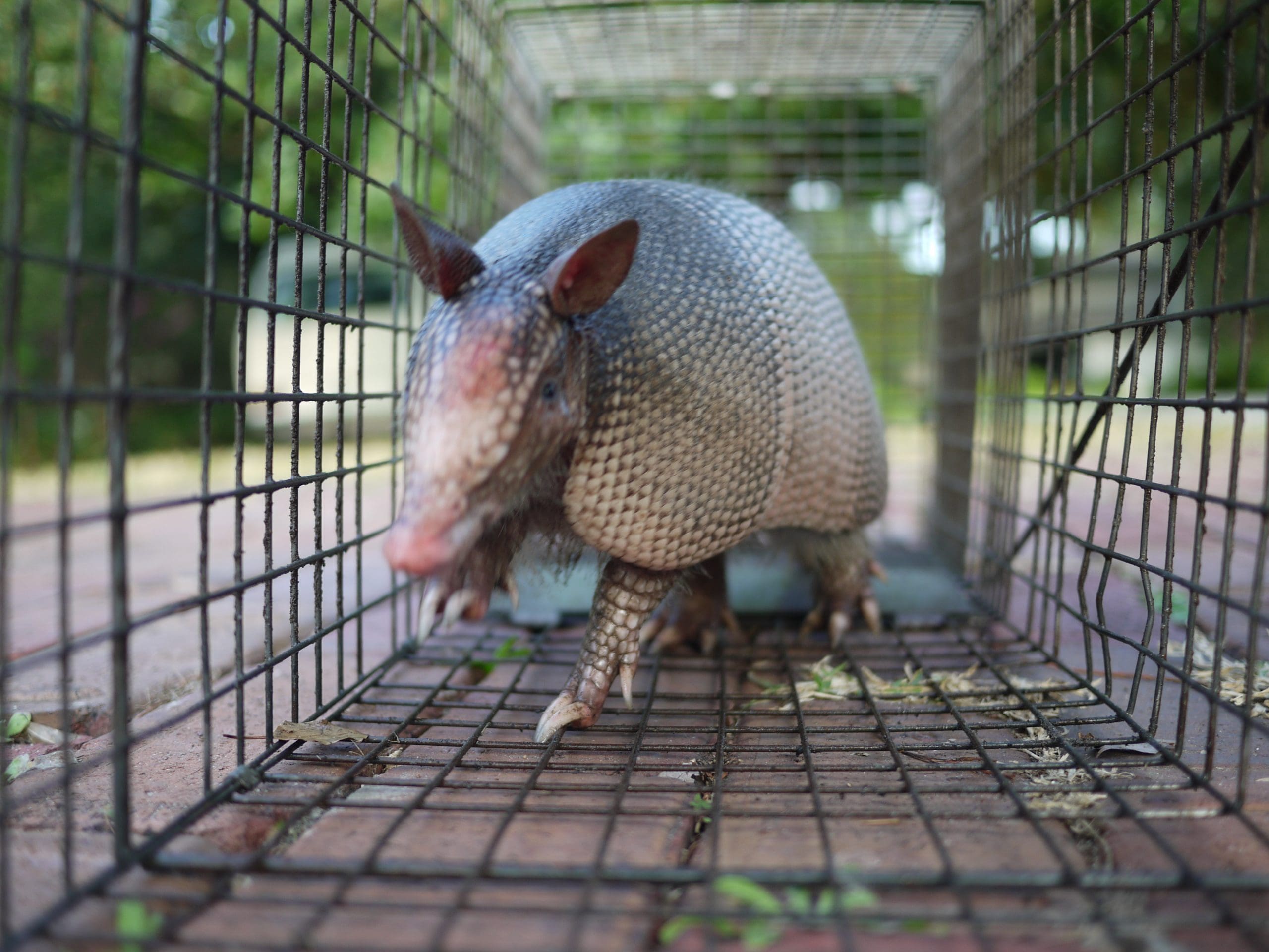 Spring Armadillo Removal - FREE Inspection - 832-702-9504