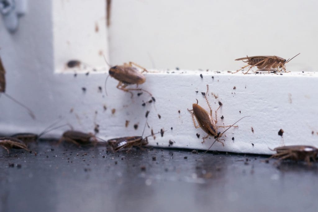 How an Exterminator Gets Rid of Cockroaches- Quality Pest and Wildlife