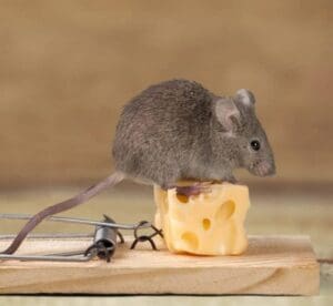 Setting a mouse trap - Houston Mice Exterminator