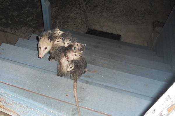 Opossum in Home