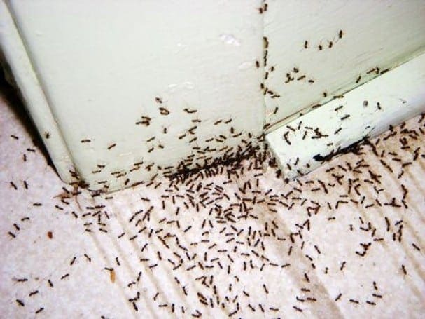Ant Exterminator - Pest Control Houston