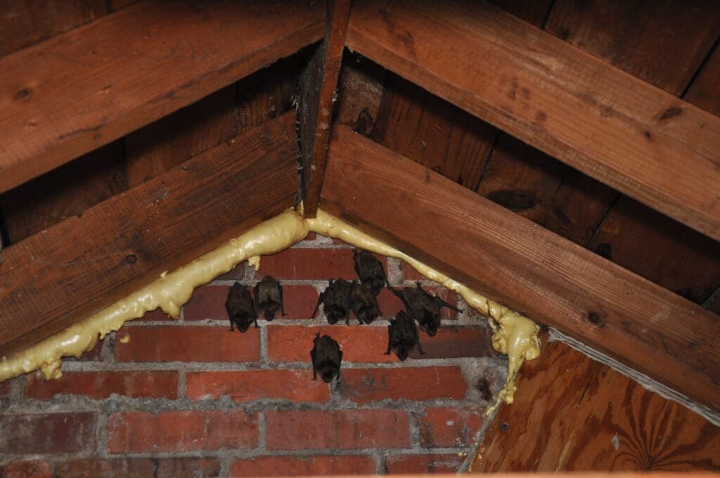 bat exterminator removal in attic