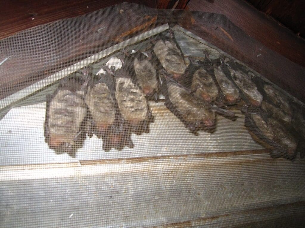 Bats in Houston house attic