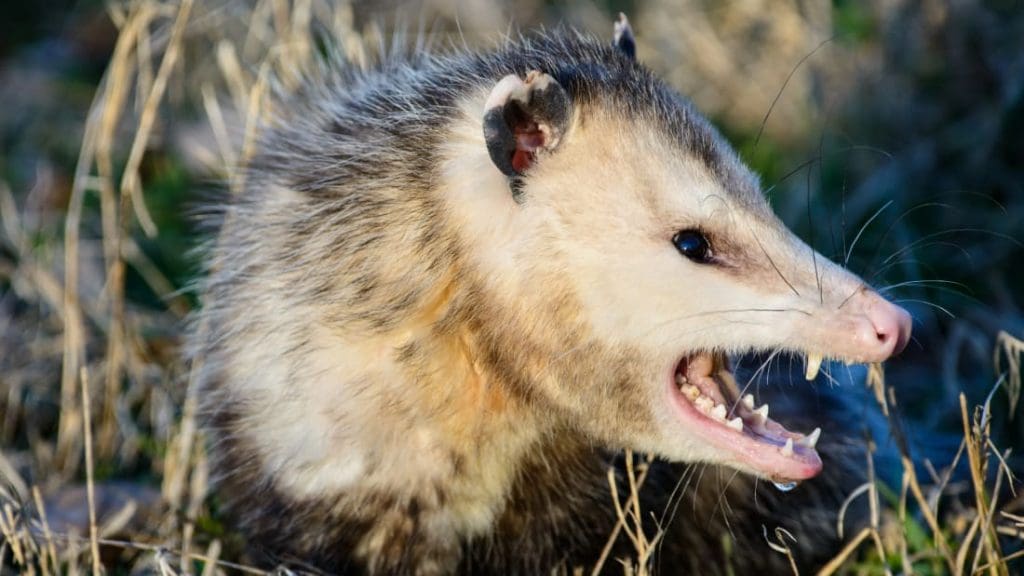 Fastest way to get rid of Opossum