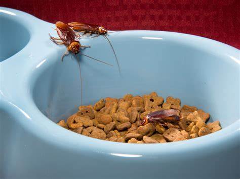 Roaches in dog bowl