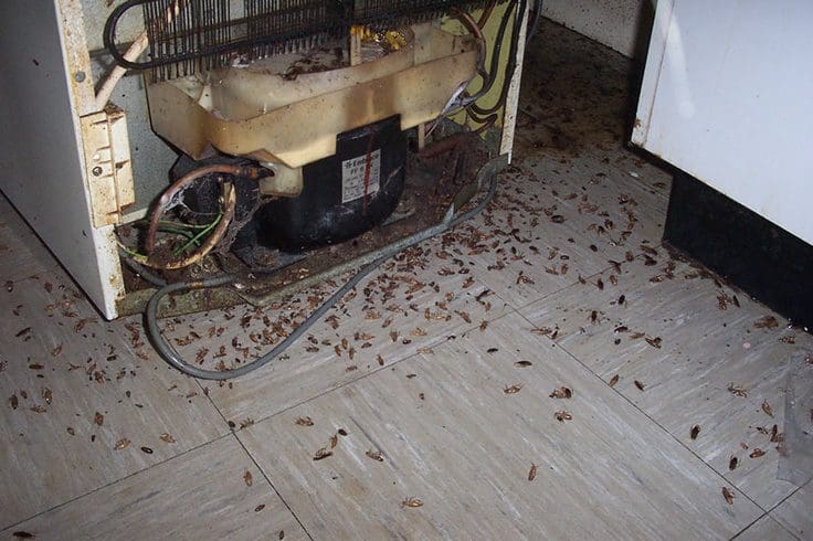 Houston Cockroach exterminator
