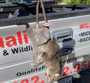 Rat removal from Houston attic