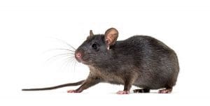 Rat Removal and Pest Control
