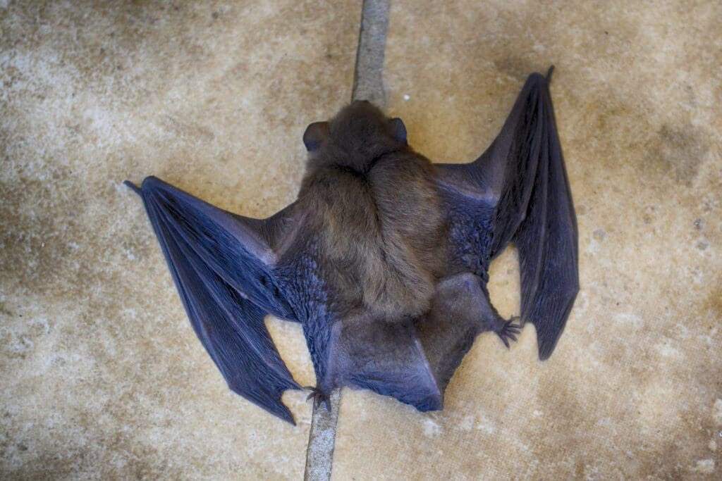 Houston bat colony removal