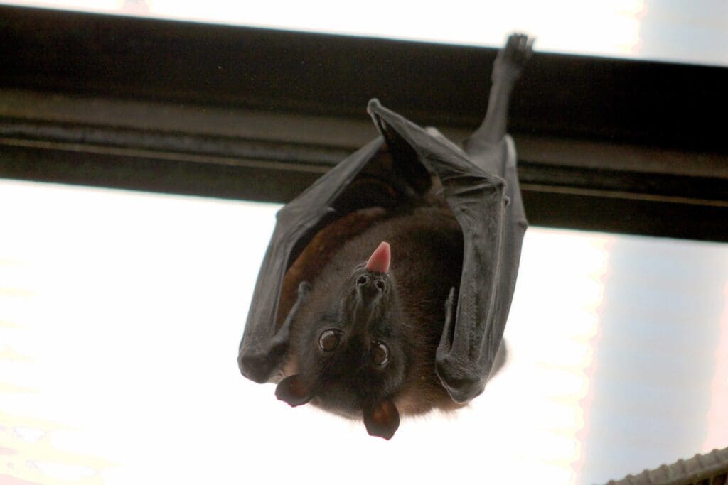 Bat control Quality Pest and Wildlife