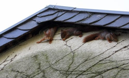 Squirrels Going Into House Attic