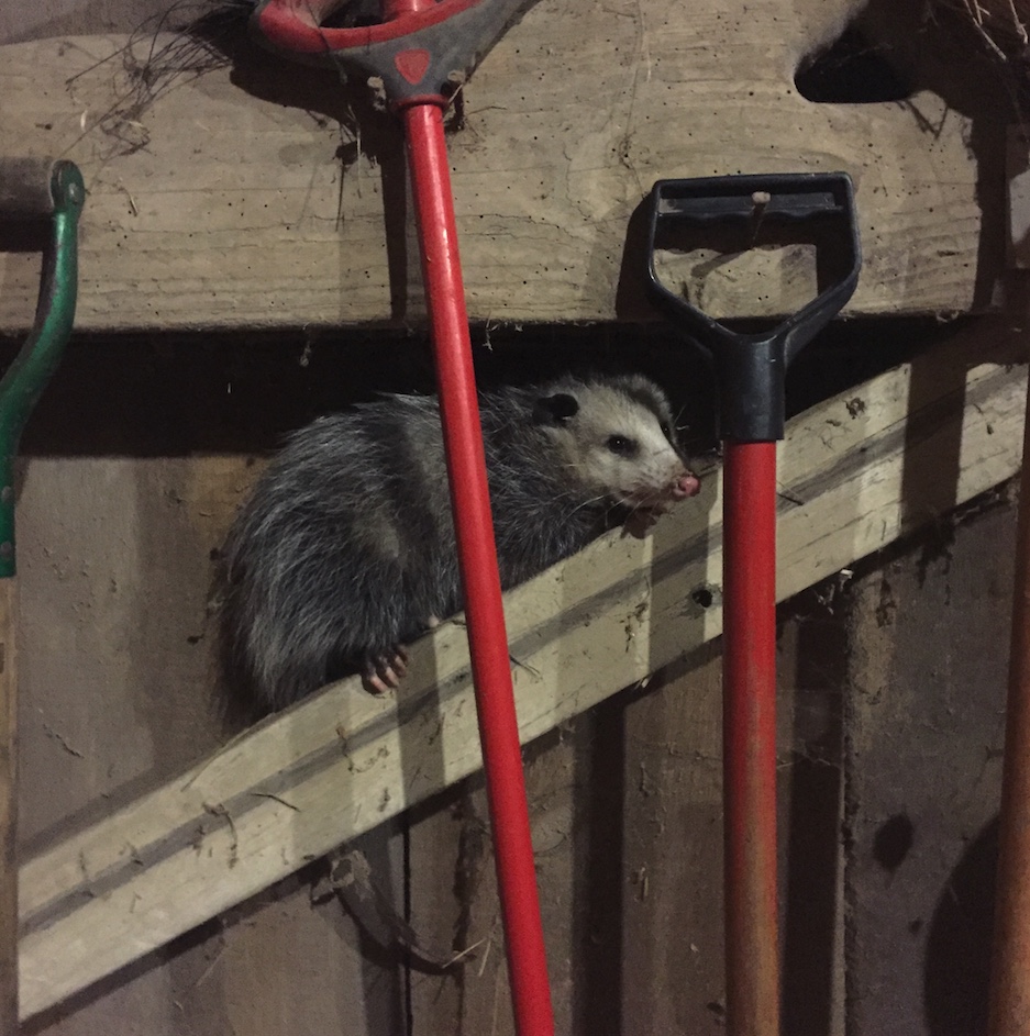 Houston Opossum in garage