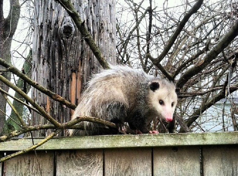 Opossum on the fence of Houston yard