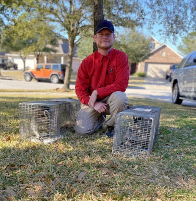Quality Pest and Wildlife Raccoon Removal Expert