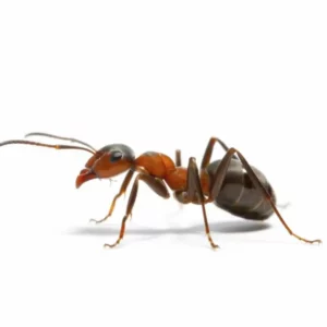 Acrobat ants exterminator Houston