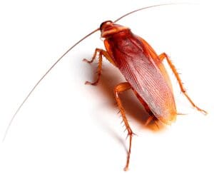 American Cockroach Pest control