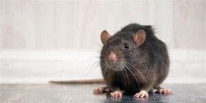 Black rat - rat exterminator