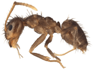 Crazy Ants exterminator houston