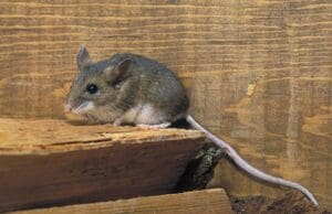Dee mouse exterminator