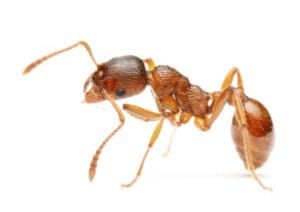 Fire Ant Exterminator Houston