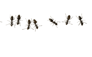 Houston Ant Pest Control