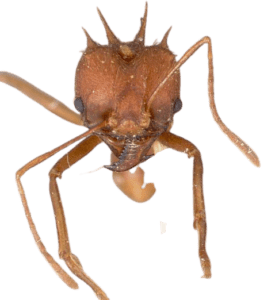 Leafcutter ant pest control Houston
