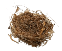 Birds Nest Removal in Houston