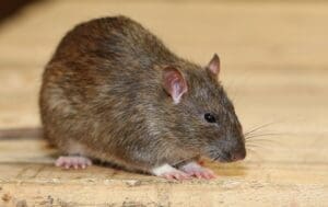 Norway rat - pest control exterminator