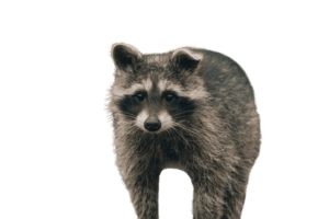 Raccoon Catcher Houston
