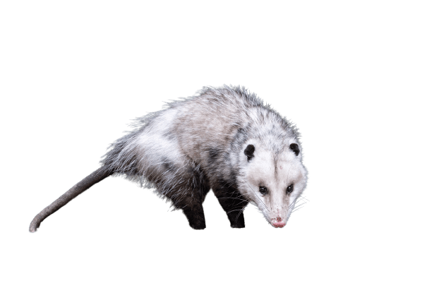 Opossum trapper service