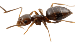 Rover Ant pest control Houston