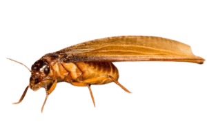 Residential and Commercial Termite Exterminators
