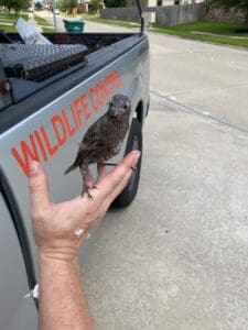 Bird Removal Experts Houston