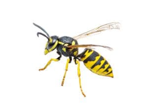 Southern Yellow Jacket Pest Exterminator Houston
