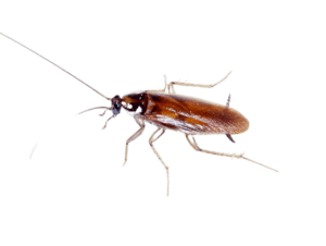 Brown banded cockroach exterminator